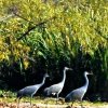 2016-11 sandhillcranes3 into treesclose-up - copy